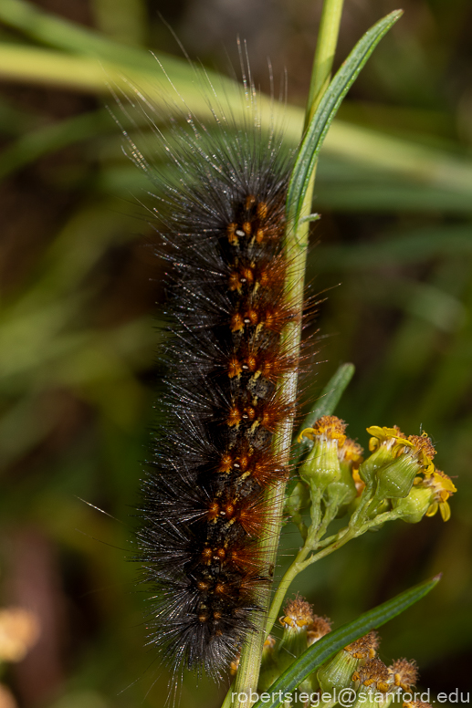 emily renzel wetlands